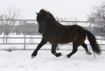 Heljar Winter 2012