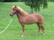 Farandi
