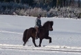 Heljar frá Stóra-Hofi beim Training, Januar 2010