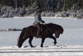 Heljar frá Stóra-Hofi beim Training, Januar 2010