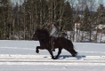 Heljar frá Stóra-Hofi beim Training, Januar 2010