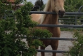 Besuch von Rocky Mountain Horse Oakey