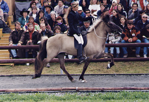 Eik frá Hoftúnum mit Silvia auf der DIM 1997 1. Platz im B-Finale Tölt 1.2 3. Platz im A-Finale Tölt 1.2, mit 7,5 Punkten