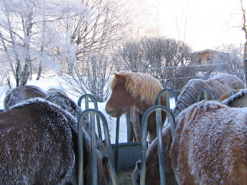 Unsere Pferde im Winter