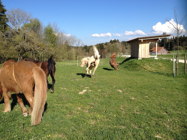 MItte April 2014- die Pferde freuen sich über den ersten Koppelgang