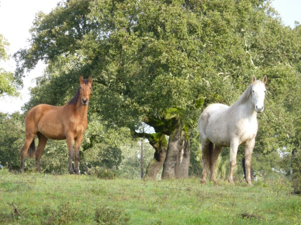 Pferde der Familie Borba 2011