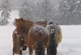 Unsere Pferde im Winter